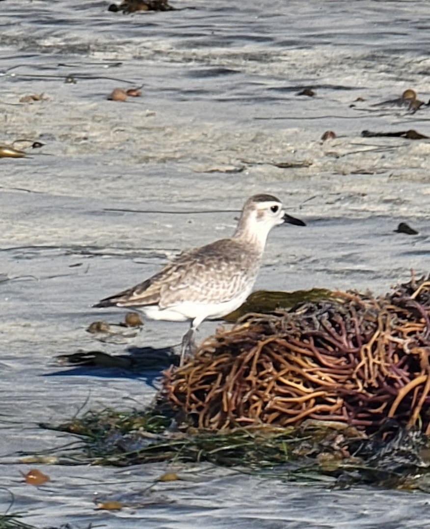 Black-bellied Plover - ML613559918