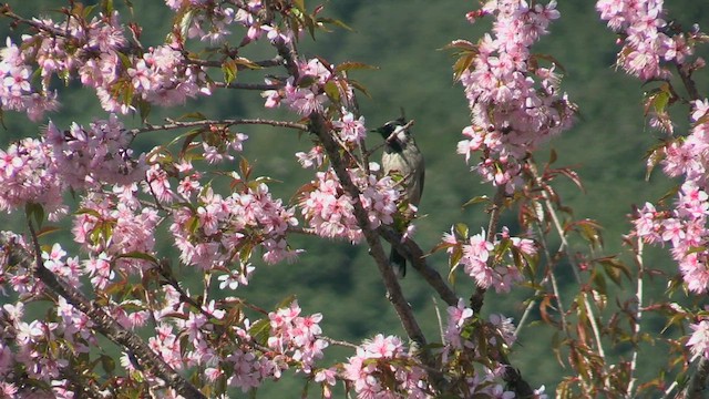 Bulbul à joues blanches - ML613559934