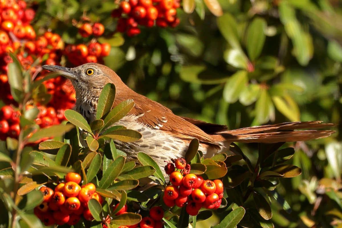 Brown Thrasher - ML613559935