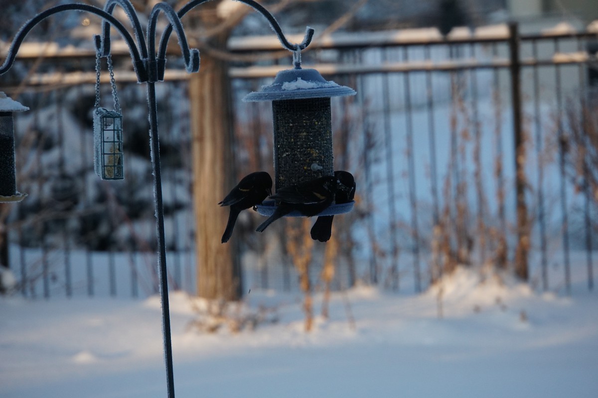 Carouge à épaulettes - ML613559949