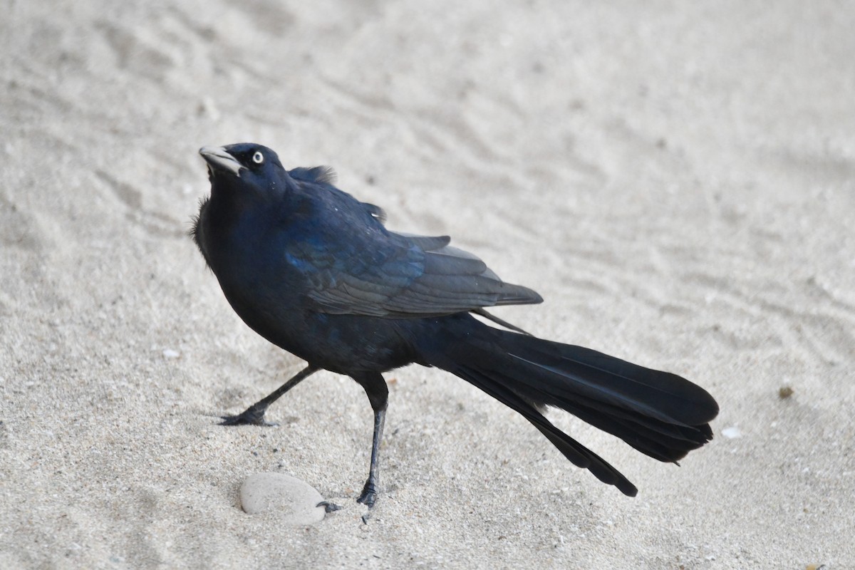 Great-tailed Grackle - ML613559965