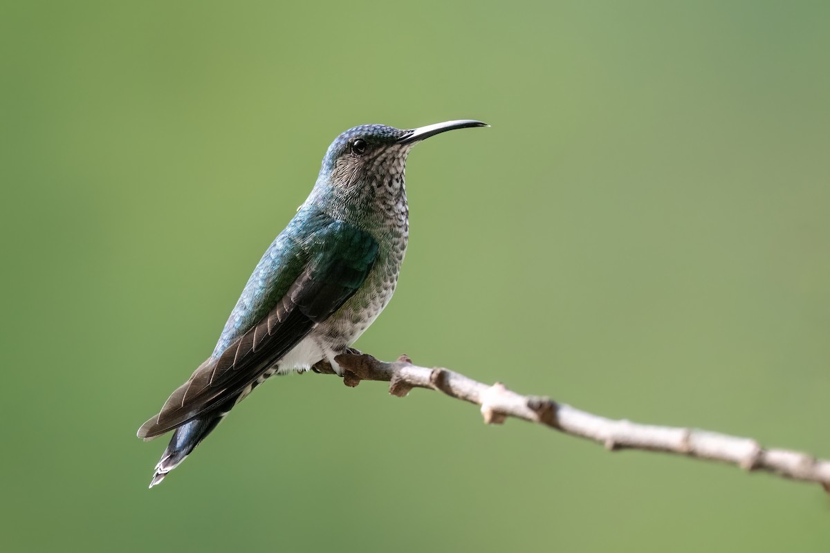 White-necked Jacobin - ML613560169