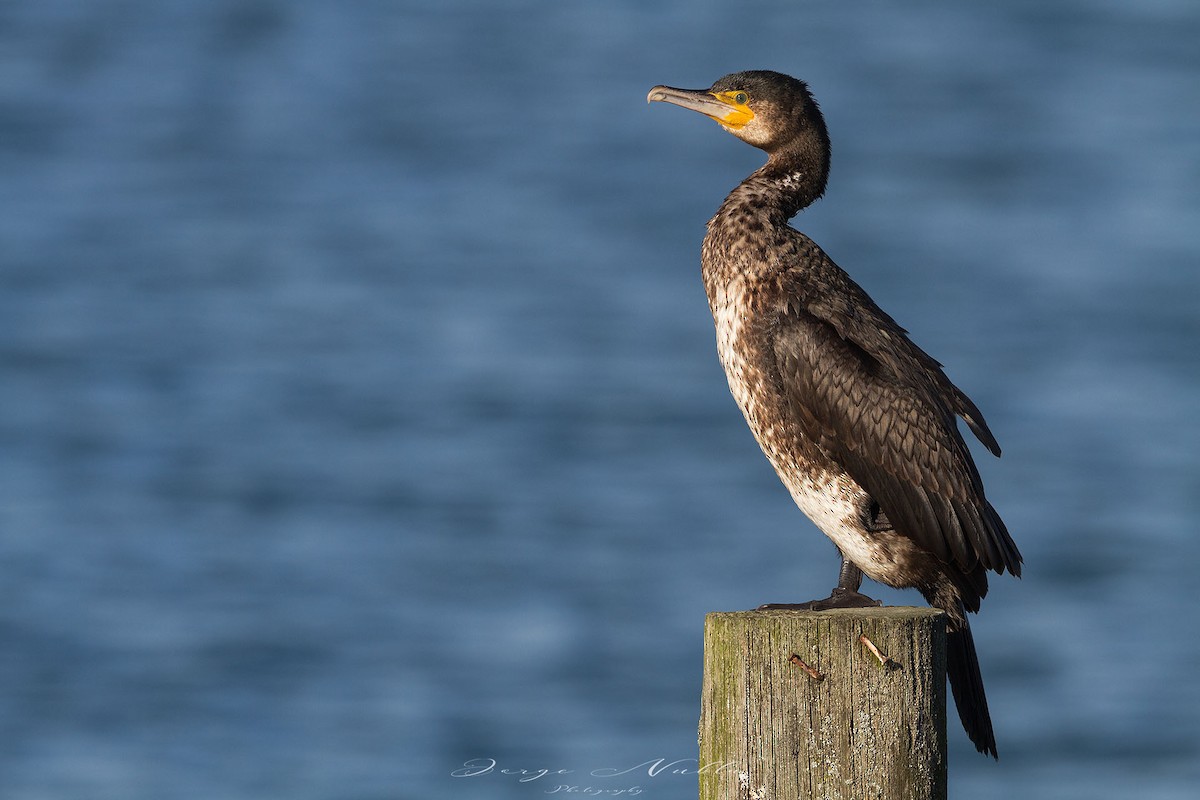 Great Cormorant - ML613560185