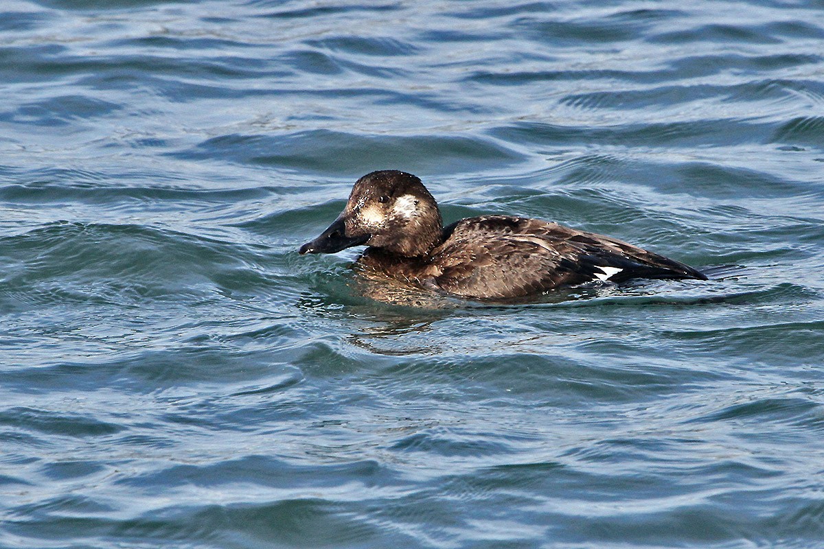 White-winged Scoter - ML613560187
