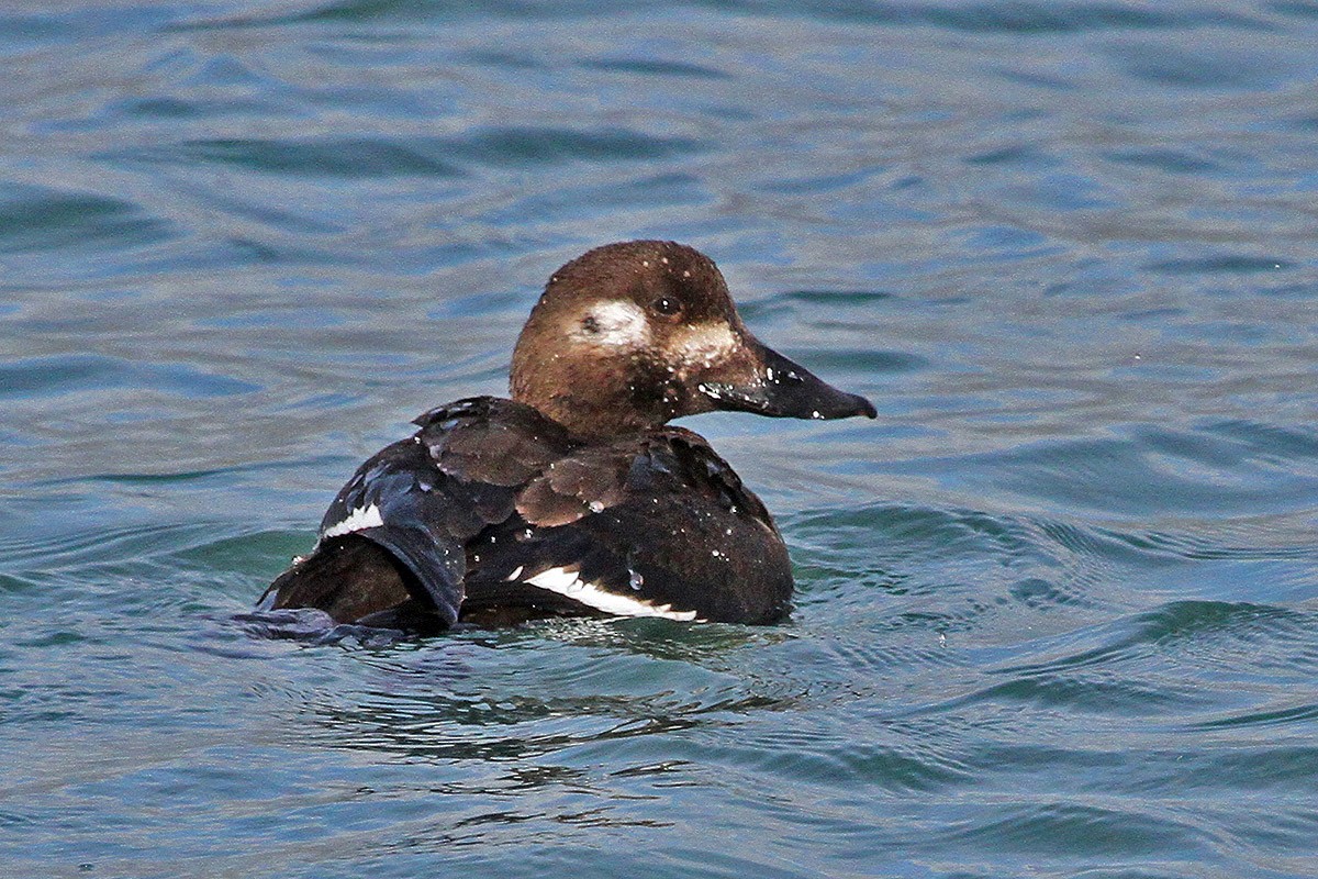 White-winged Scoter - ML613560188