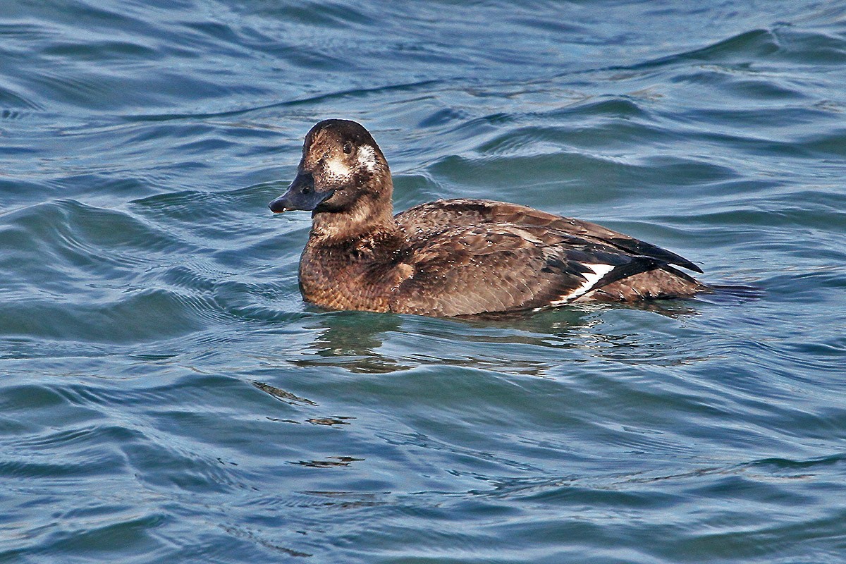 White-winged Scoter - ML613560189
