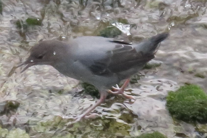 American Dipper - ML613560194