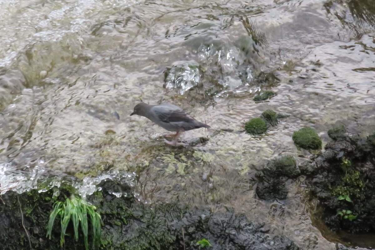 American Dipper - ML613560195