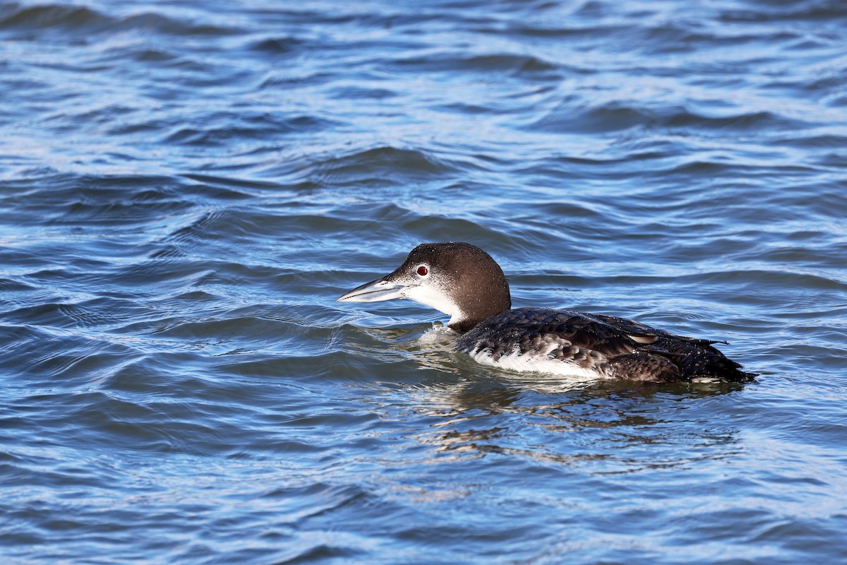 Common Loon - ML613560199