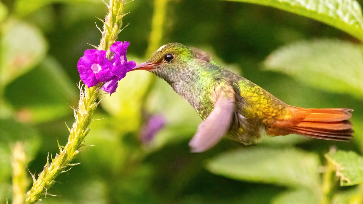 Rufous-tailed Hummingbird - ML613560245