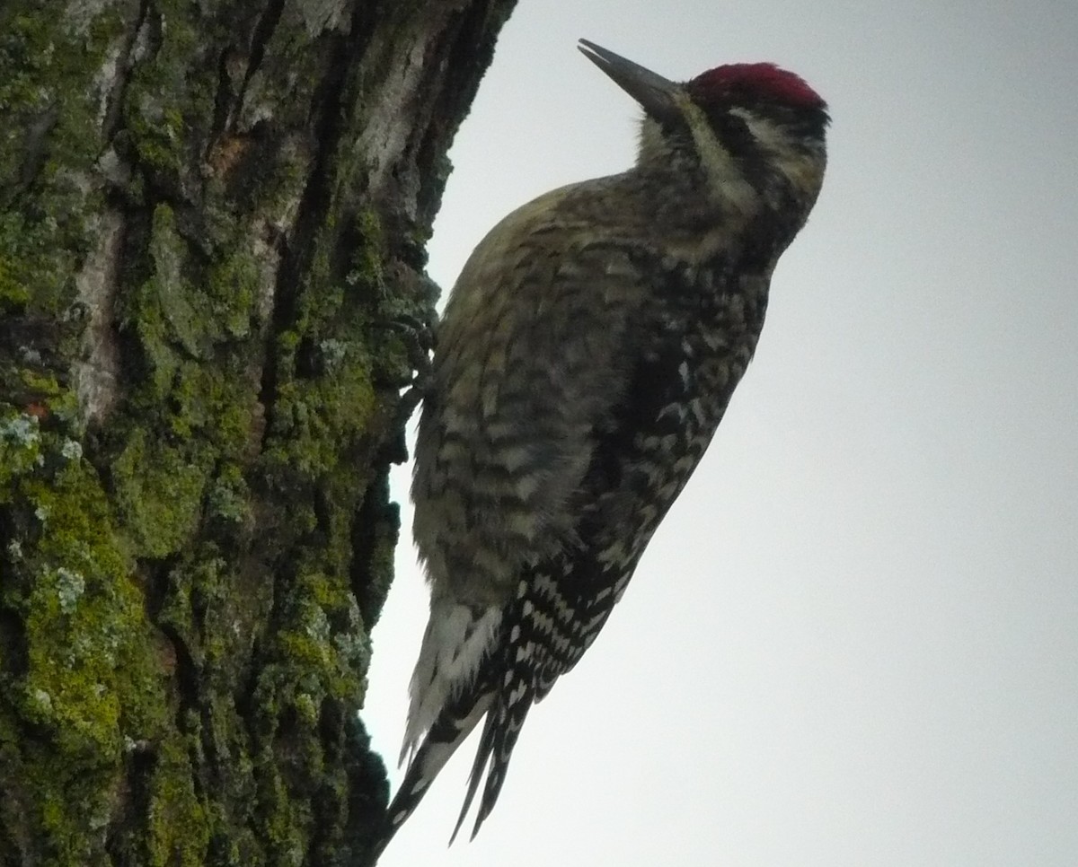 Yellow-bellied Sapsucker - ML613560347