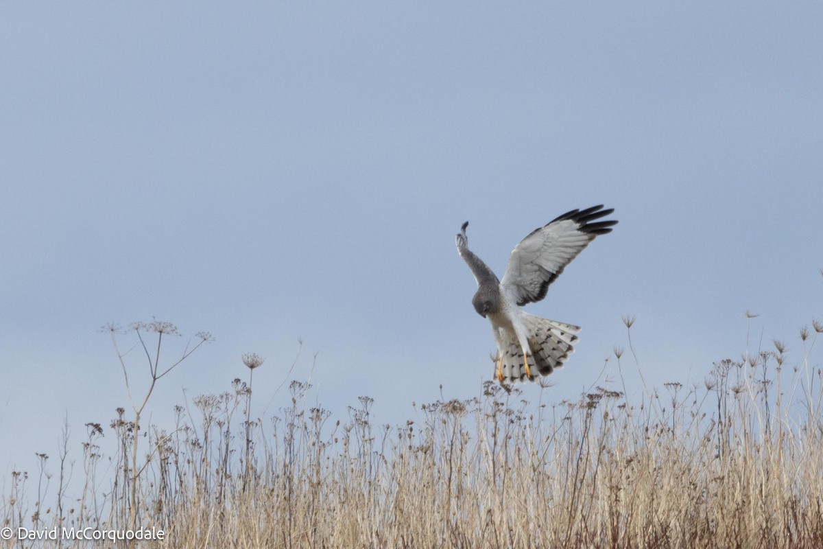 Northern Harrier - ML613560348