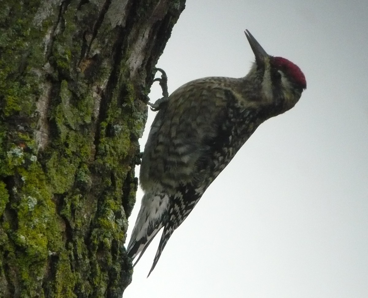 Yellow-bellied Sapsucker - ML613560379