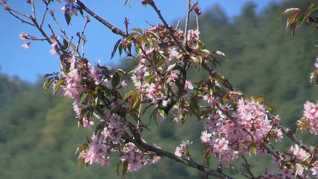 Himalayan Bulbul - ML613560415