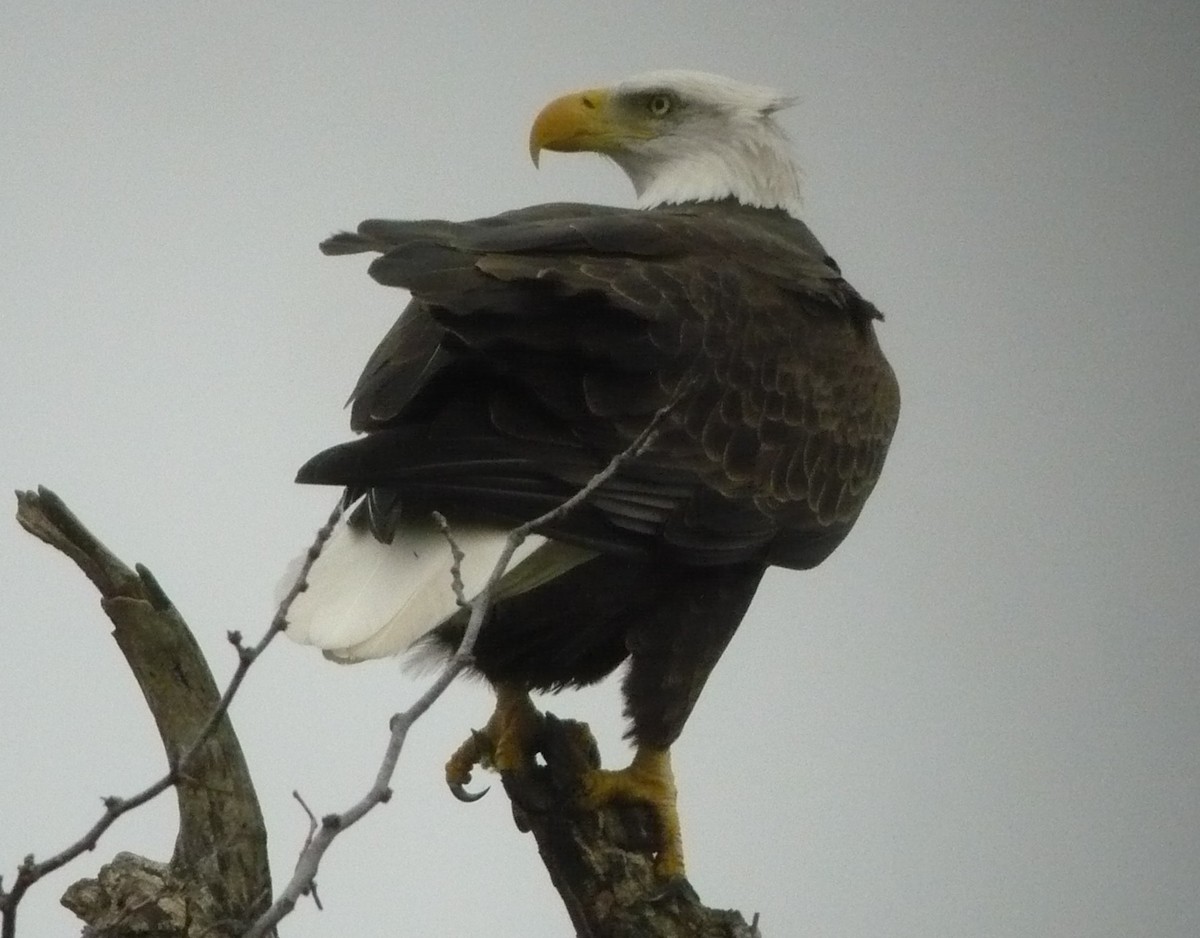 Bald Eagle - ML613560424