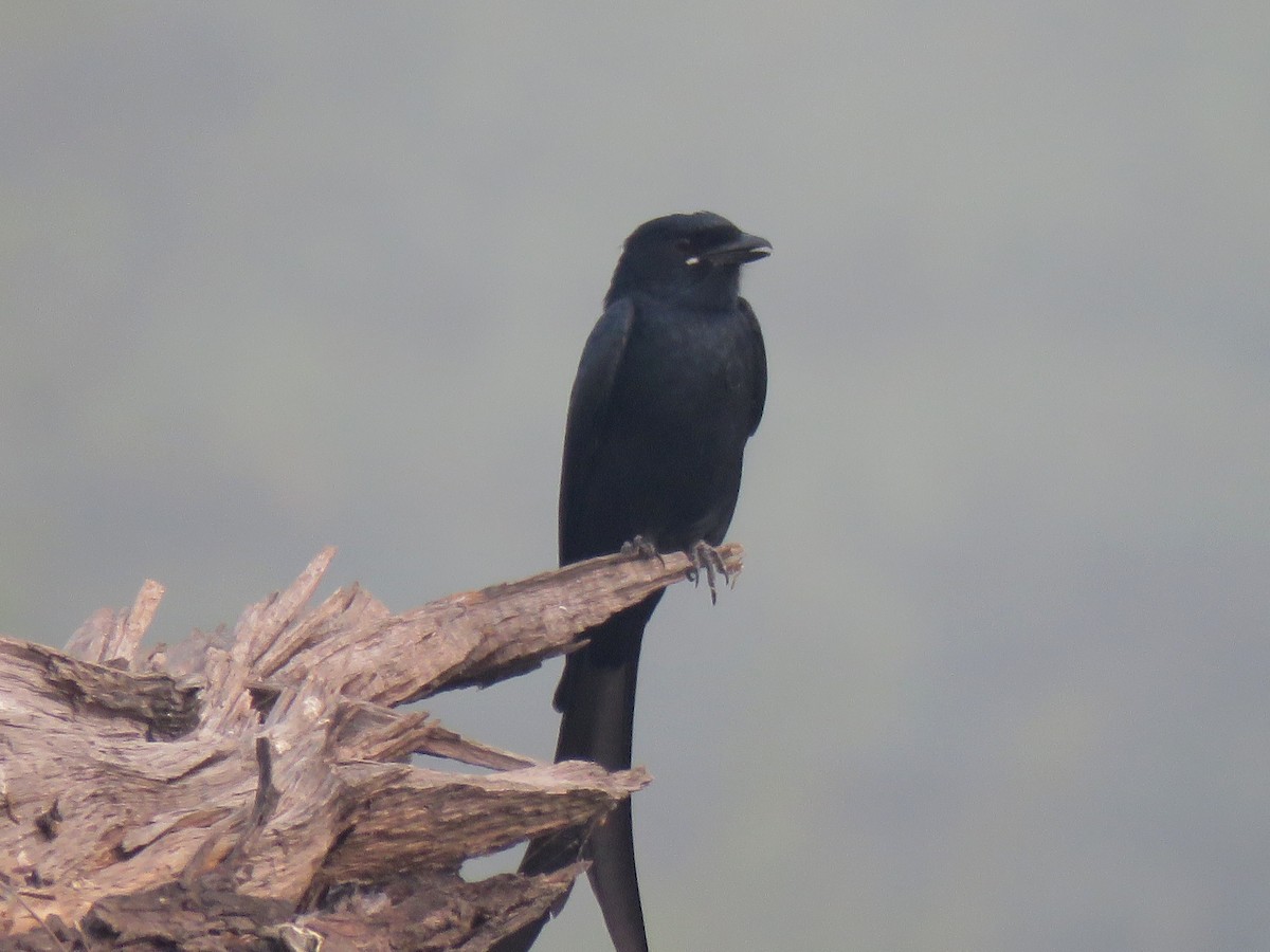 Black Drongo - ML613560477