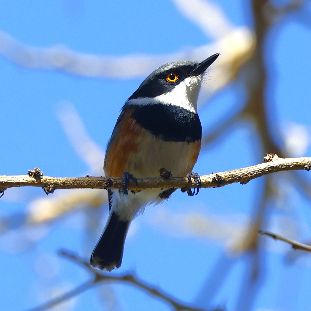 ムナグロセワタビタキ（capensis） - ML613560478