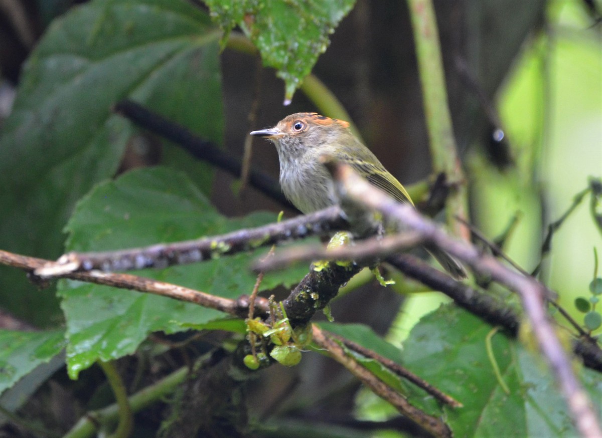 Scale-crested Pygmy-Tyrant - ML613560506