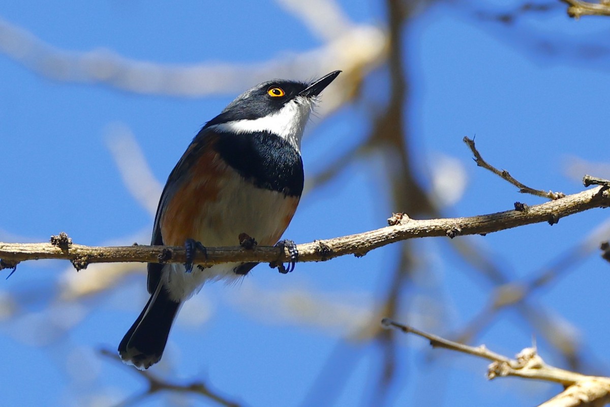 ムナグロセワタビタキ（capensis） - ML613560559