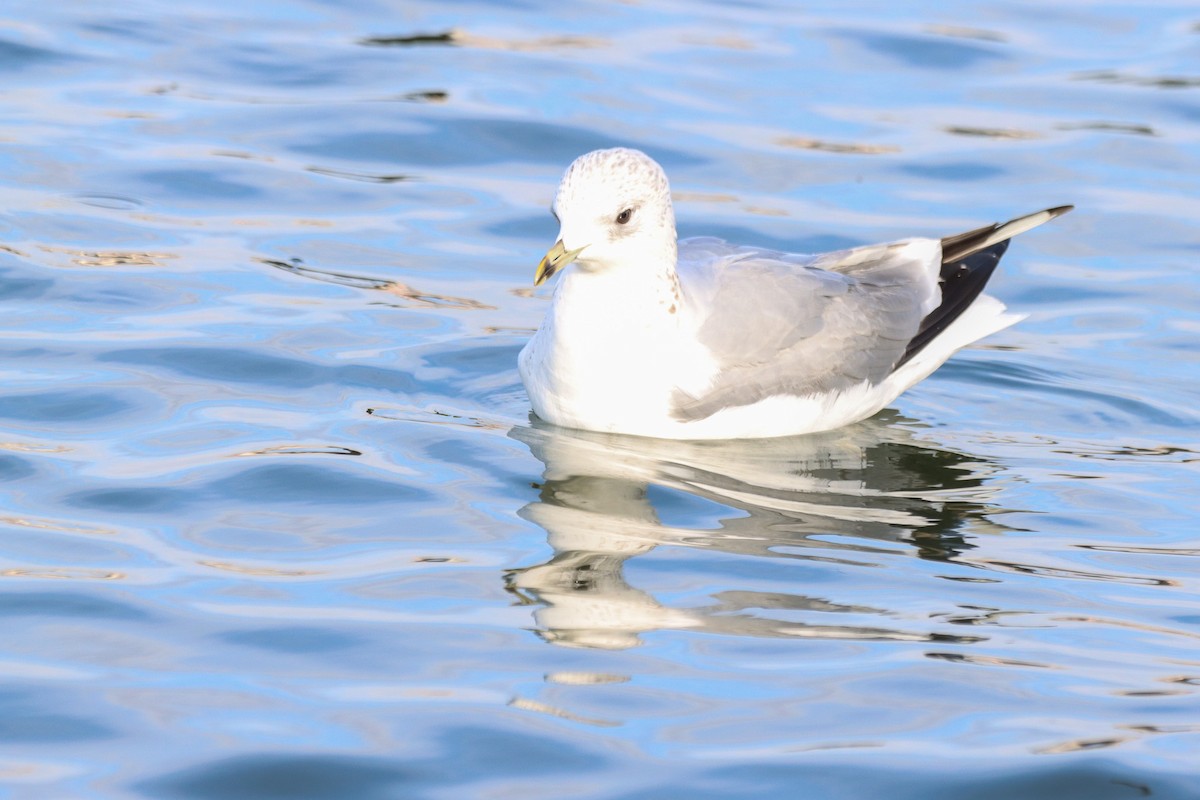 Common Gull - ML613560616