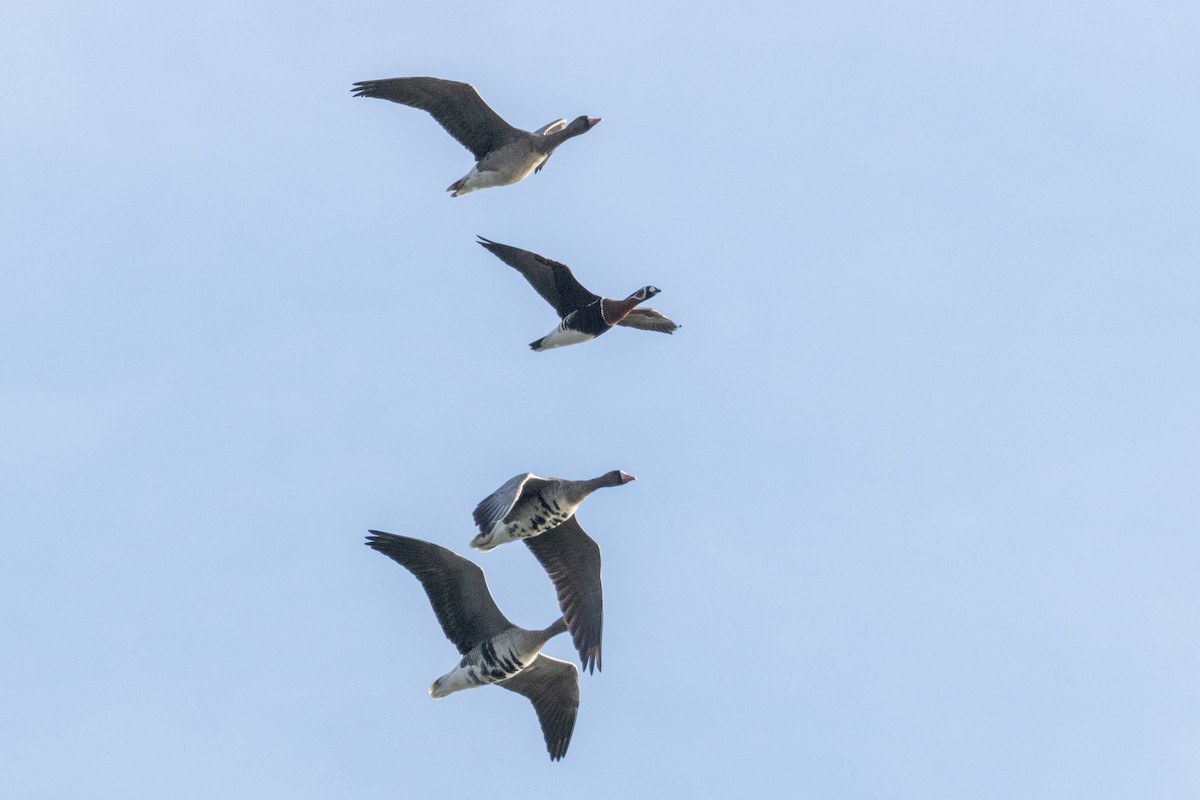 Red-breasted Goose - ML613560671