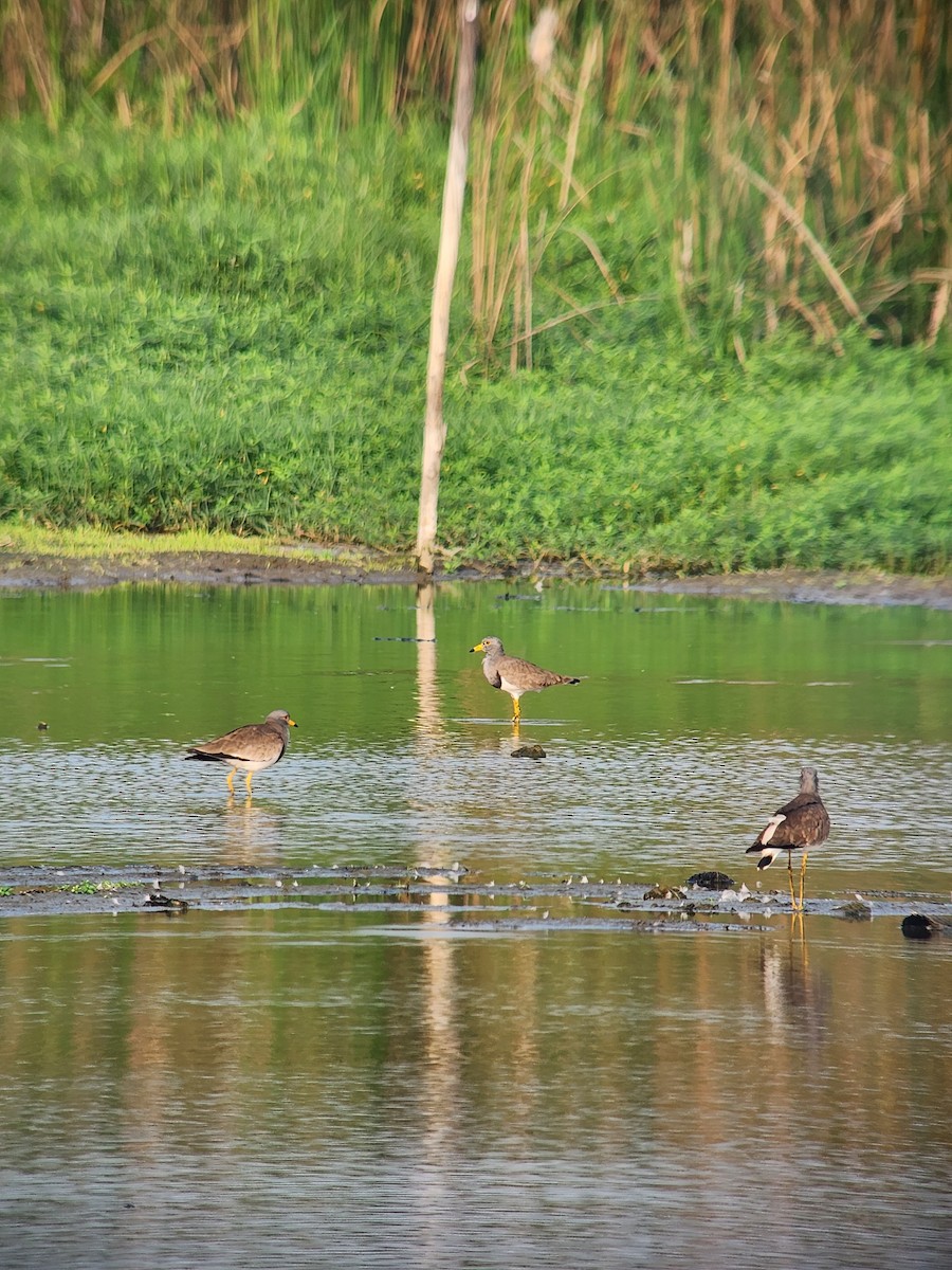 Gray-headed Lapwing - ML613560713