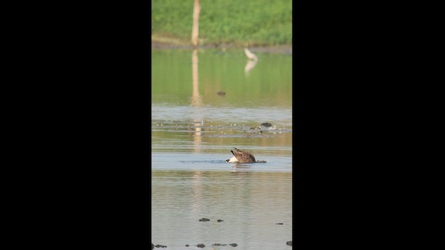 Gray-headed Lapwing - ML613560715