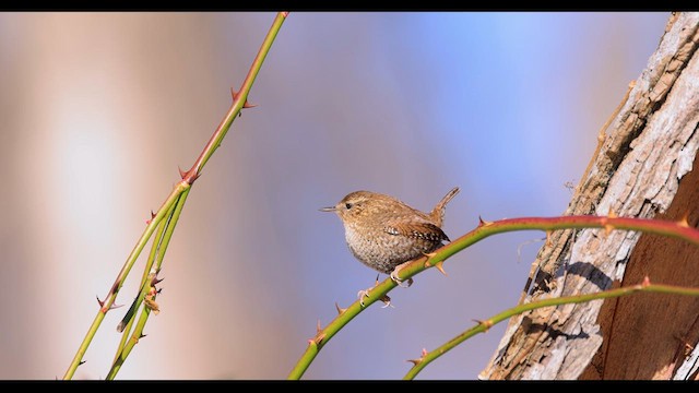 Winter Wren - ML613560729