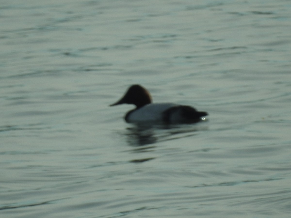 Canvasback - ML613560764