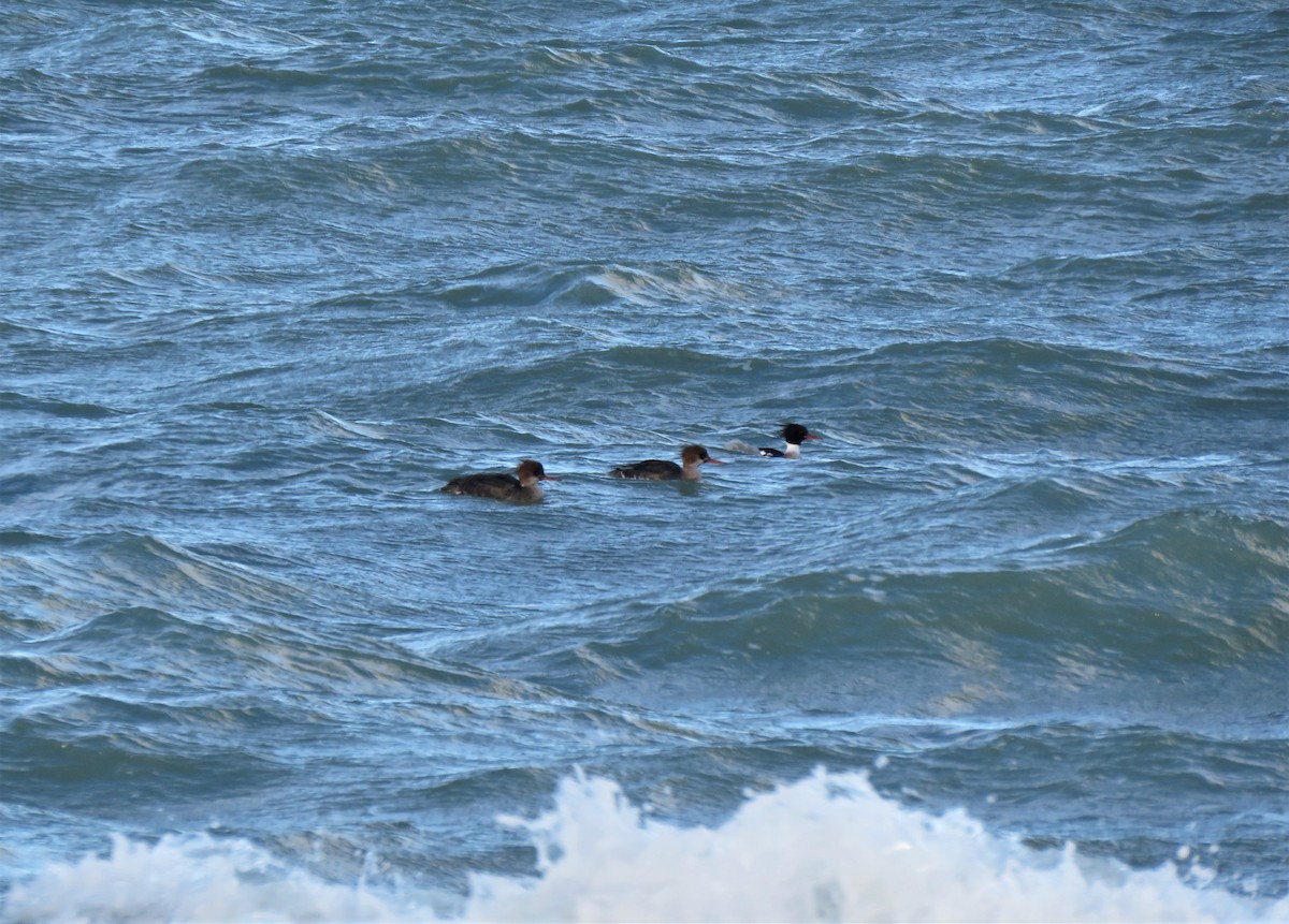 Red-breasted Merganser - ML613560830