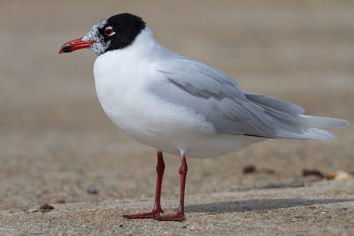 Mediterranean Gull - ML613560838