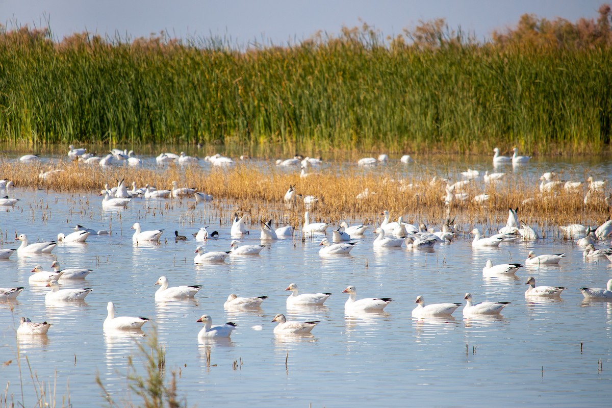 Snow Goose - ML613560851