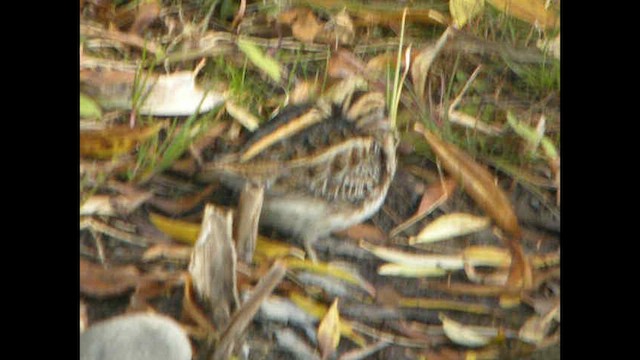 Jack Snipe - ML613560968