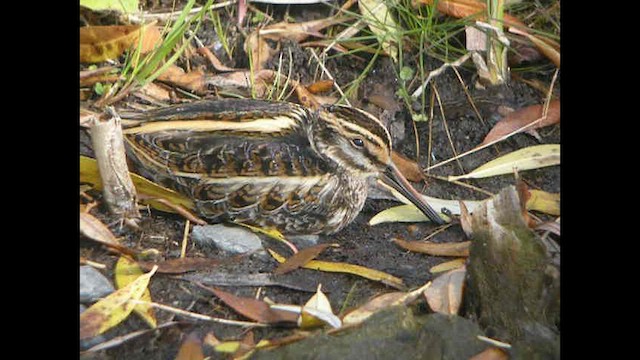 Jack Snipe - ML613560990