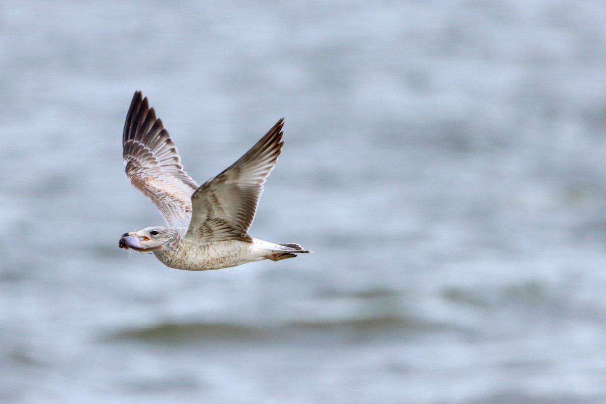 Ring-billed Gull - ML613561026