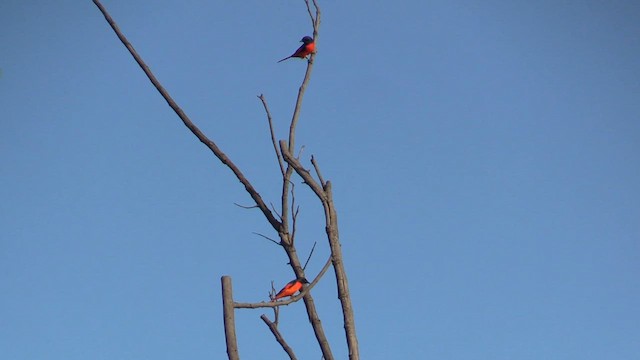 Minivet écarlate - ML613561031
