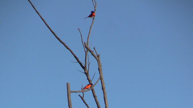 Scarlet Minivet - ML613561031