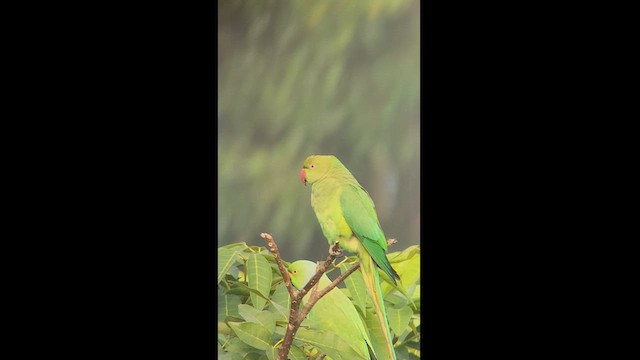 Rose-ringed Parakeet - ML613561044