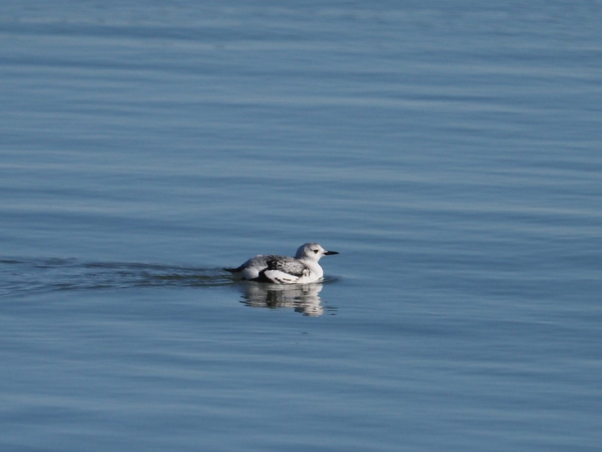 Black Guillemot - ML613561073