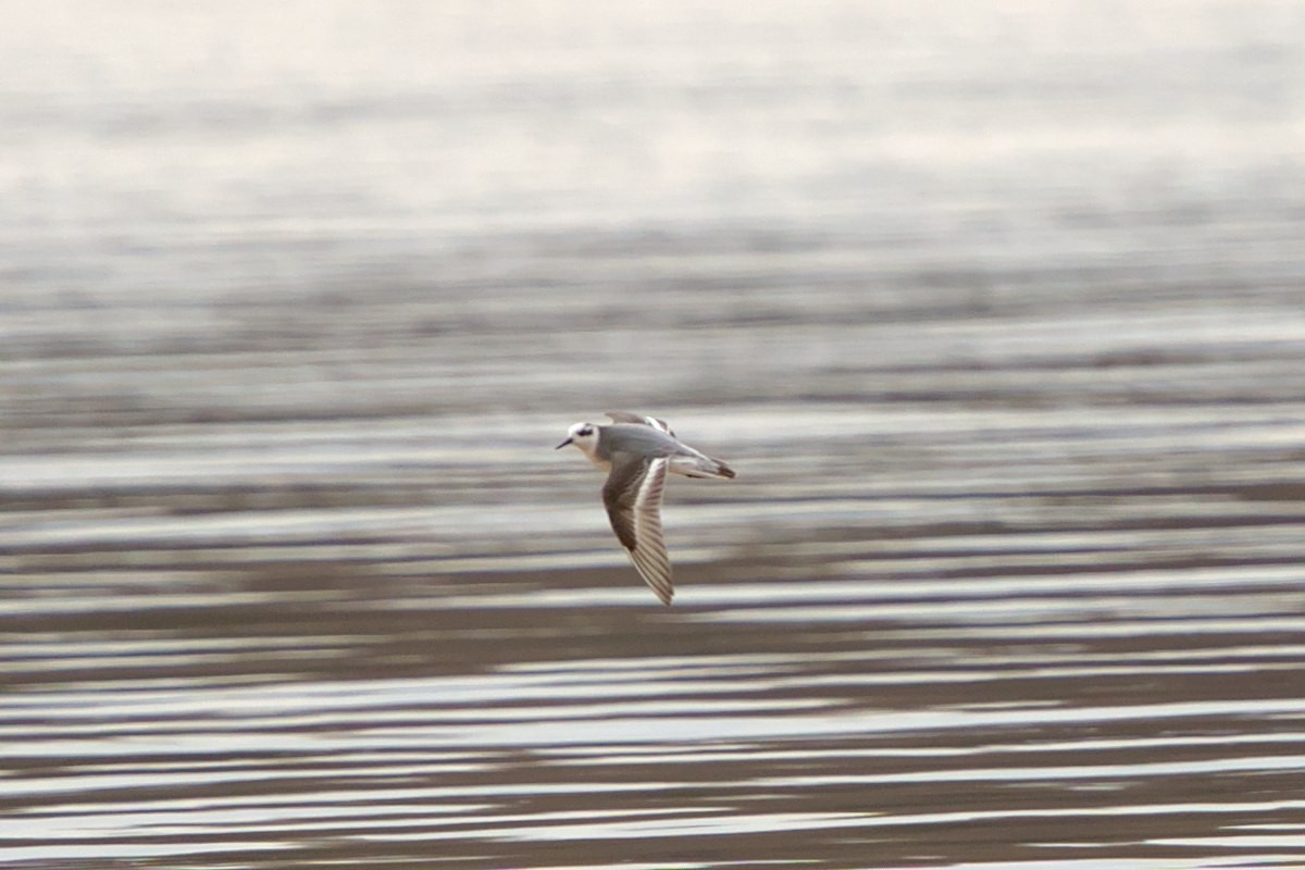 Phalarope à bec large - ML613561100