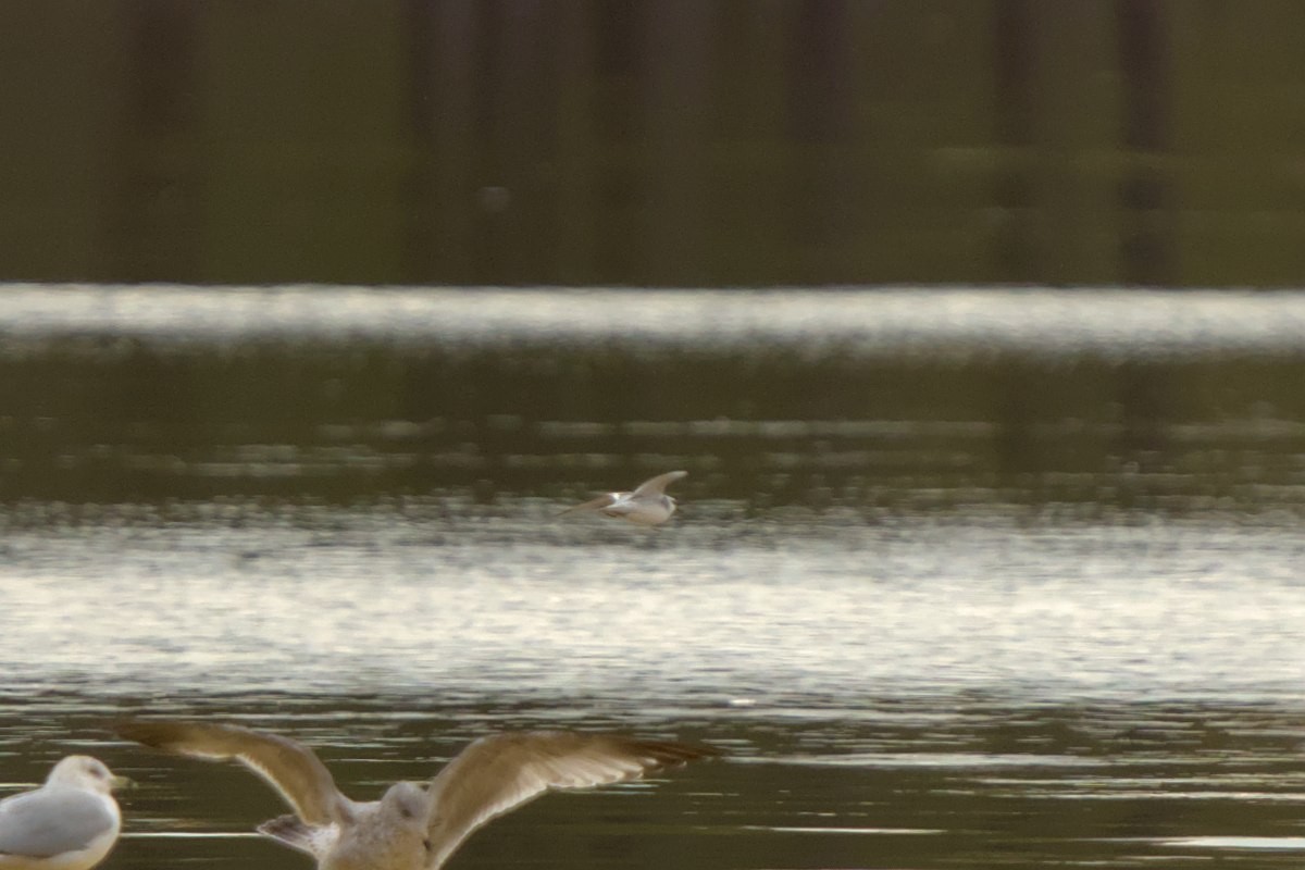 Red Phalarope - ML613561102