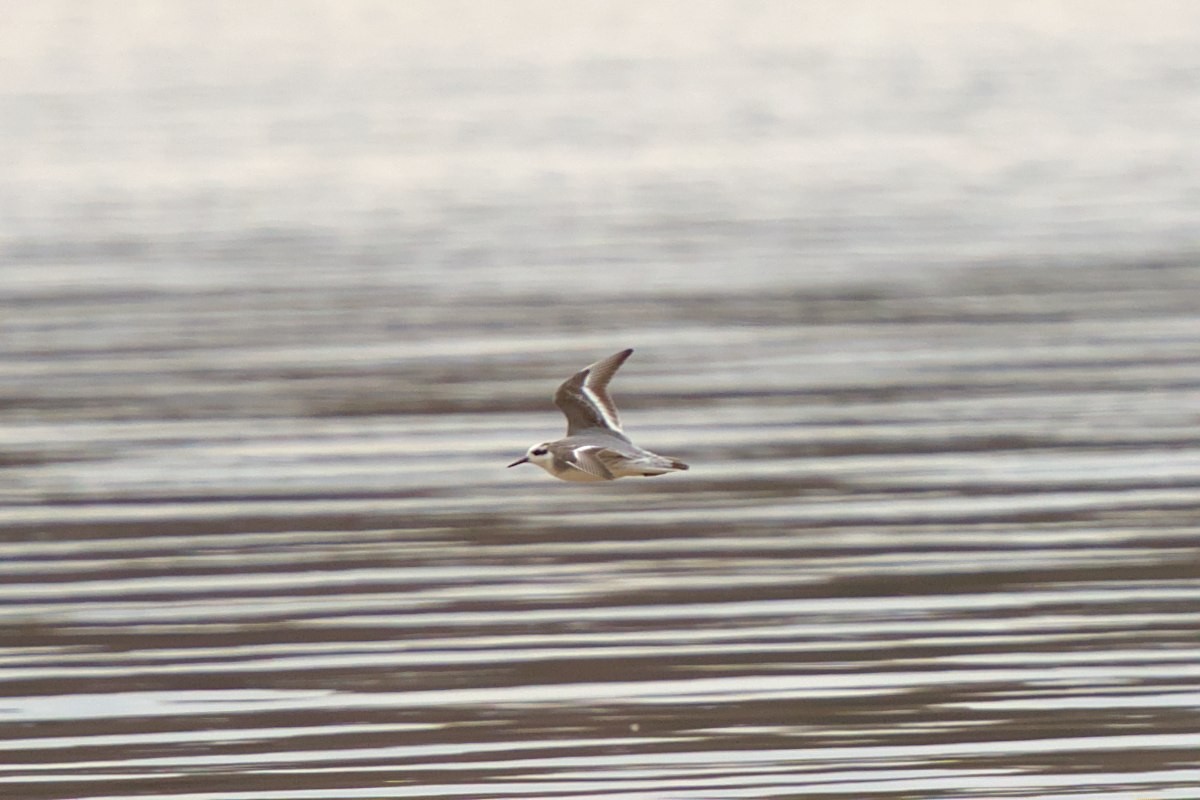 Red Phalarope - Mark Montazer