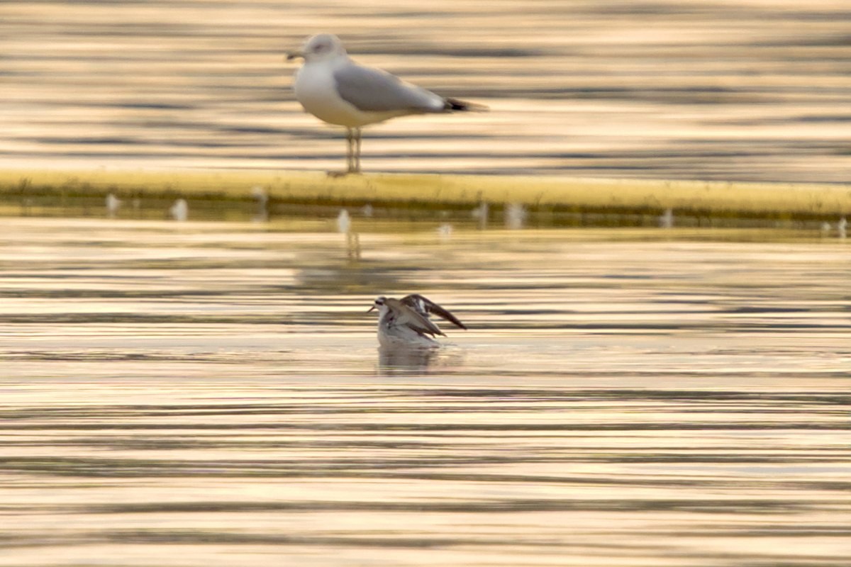 Red Phalarope - ML613561107