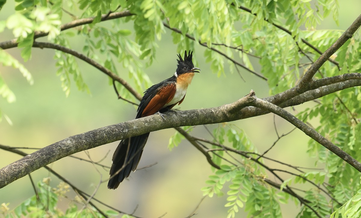 Chestnut-winged Cuckoo - ML613561172