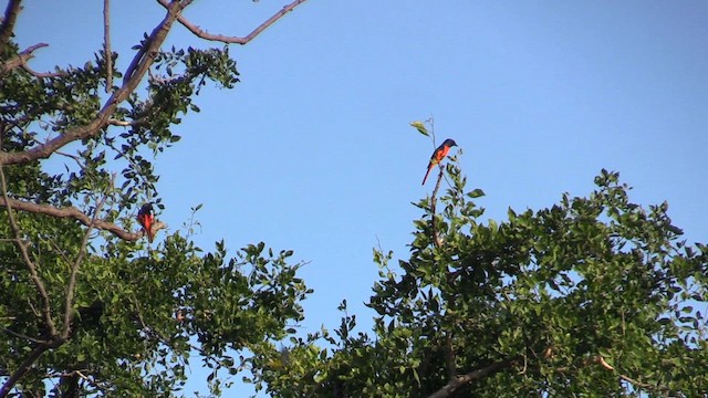 Minivet écarlate - ML613561197
