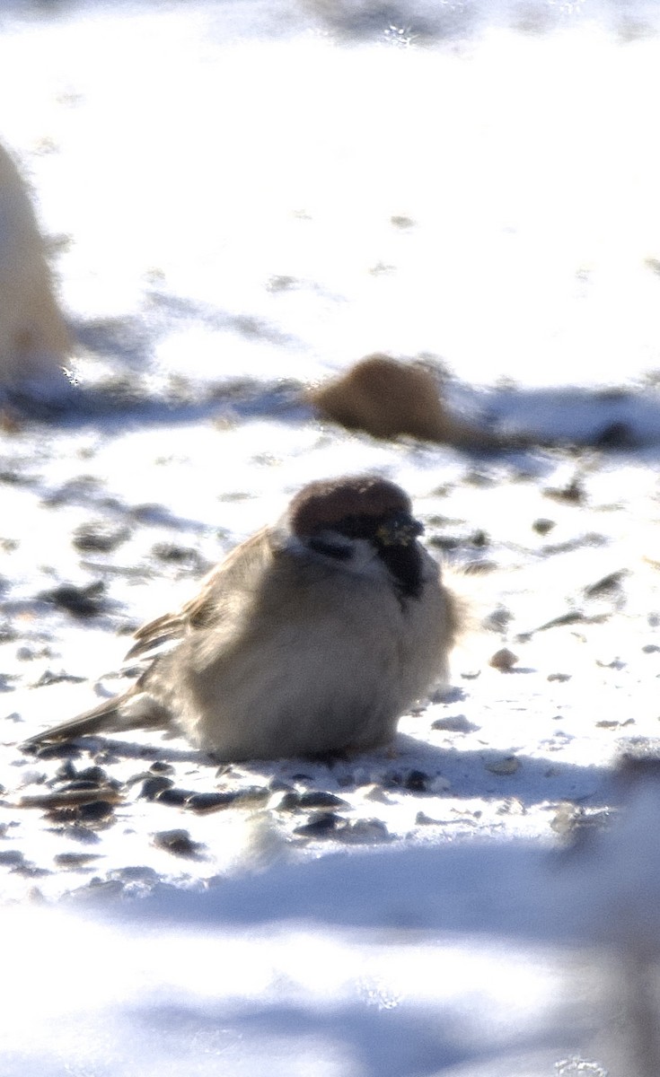 Eurasian Tree Sparrow - ML613561254