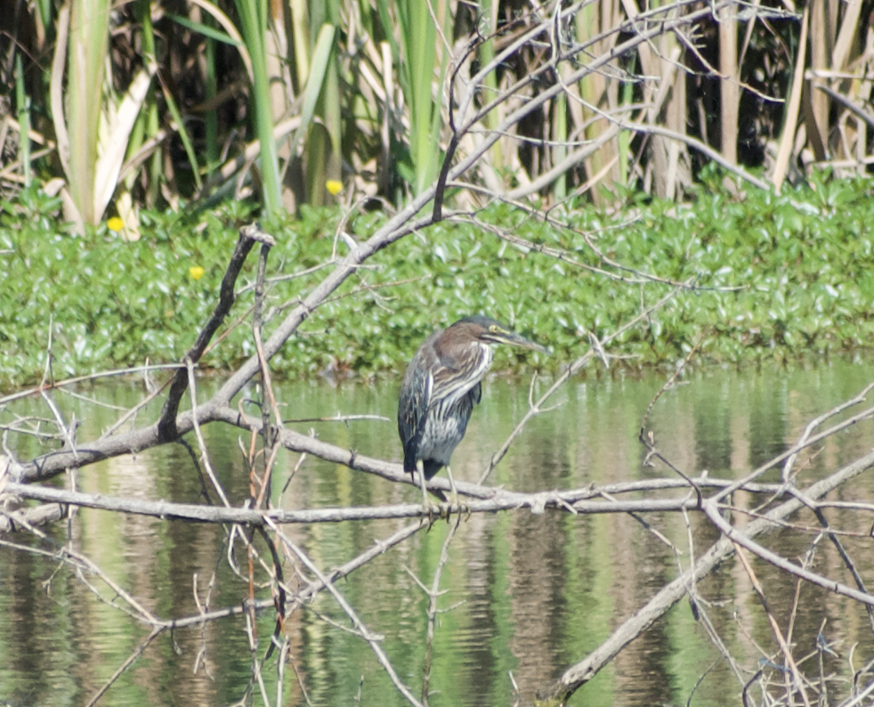 Green Heron - ML613561339