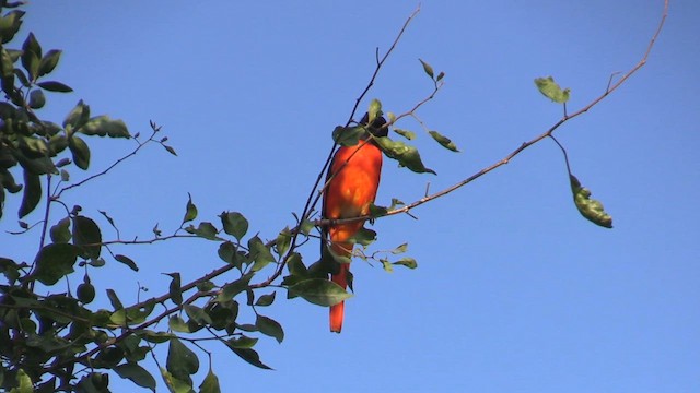 赤紅山椒鳥 - ML613561431