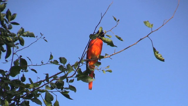 Scarlet Minivet - ML613561431