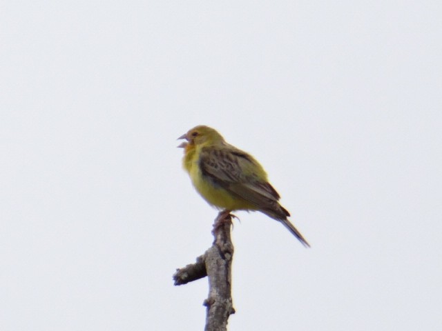 Grassland Yellow-Finch - ML613561436